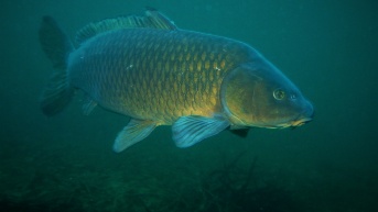 Imagen de archivo de una carpa.