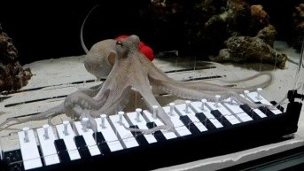 Takoyaki, el pulpo que aprendió a tocar el piano. (Foto: Internet.)