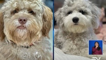 Captura de pantalla. (Televistazo)