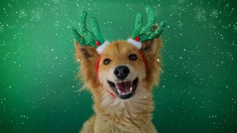 Imagen de uno de los perros de la Unidad de Bienestar Animal del Municipio de Quito. (Cortesía de Quito Informa)