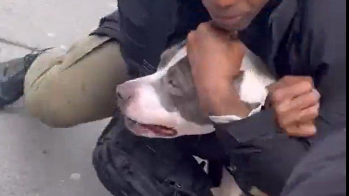 Un perro, de raza pitbull, atacó a un bebé de un año en Nueva York. (RRSS)