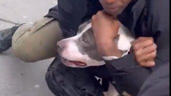 Un perro, de raza pitbull, atacó a un bebé de un año en Nueva York. (RRSS)