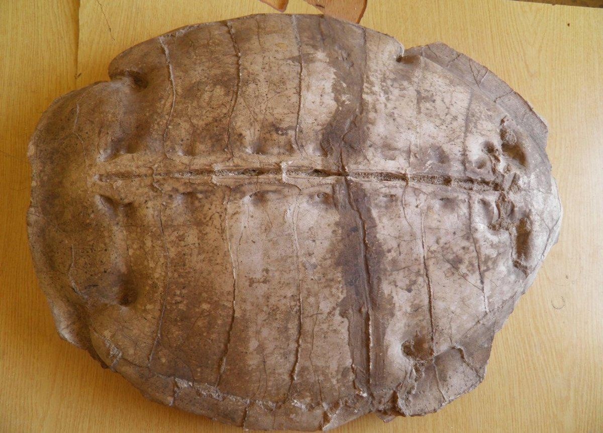 Caparazón de Syriemys lelunensis: El nombre del género combina las palabras griegas ????? (Suría) y ???? (emús), es decir, 