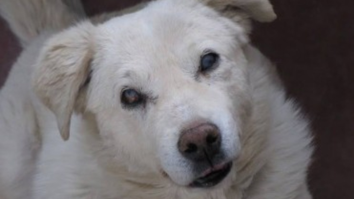 Dos quiteñas recogieron a 'Max' de la calle y ahora viven felices con él.