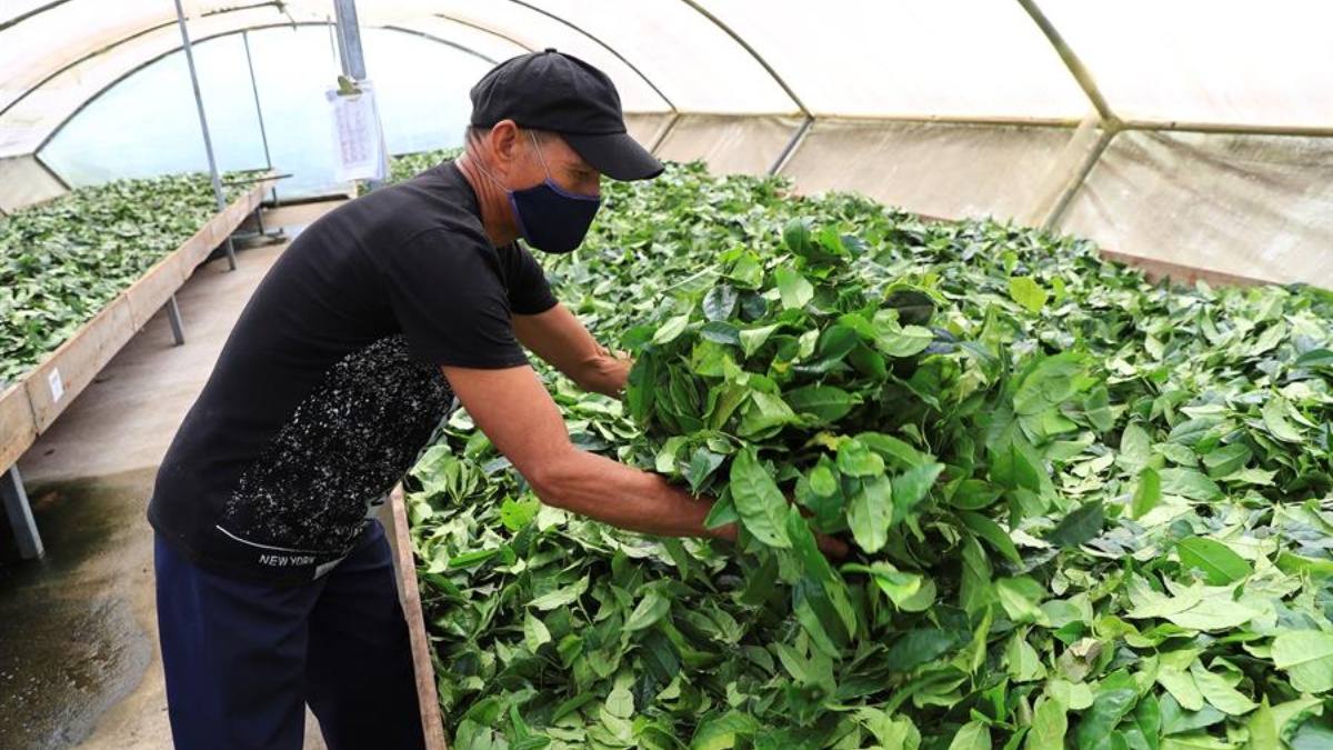 ARCHIDONA.- Mario Shiguango recoge la guayusa, planta sagrada para las comunidades amazónicas de Ecuador. Foto: EFE.