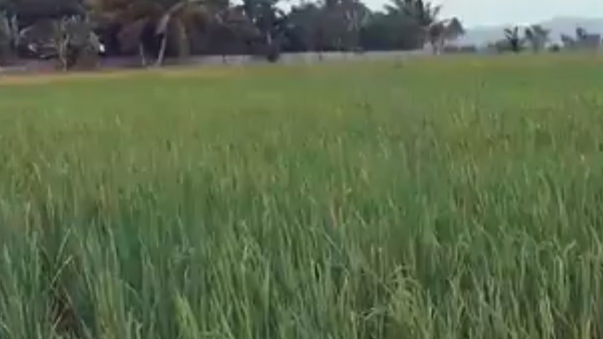Una situación que deriva en pérdidas para 800 productores en Crucita. Foto: Archivo
