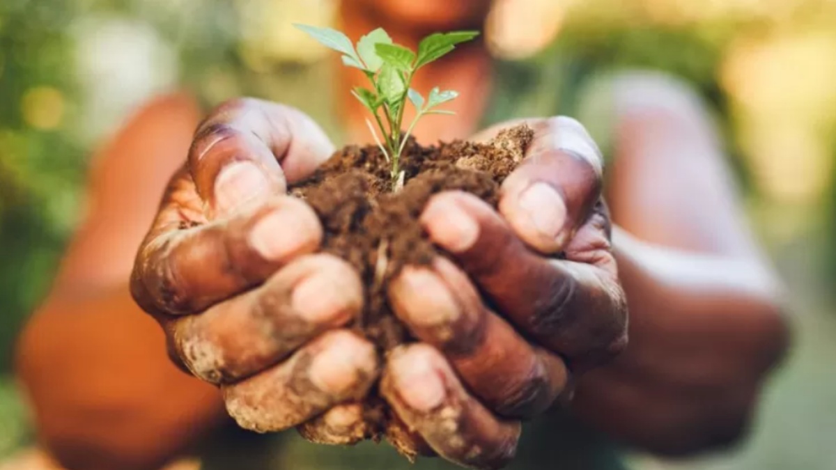 Tan solo tres cultivos son el alimento básico para más de cuatro mil millones de personas. (Getty)