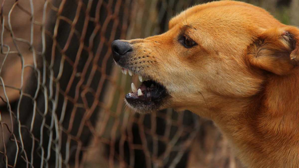 Una de las señales de la rabia en animales es el cambio de actitud en la mascota, como la agresividad o la generación de mucha saliva. Pixabay/Archivo