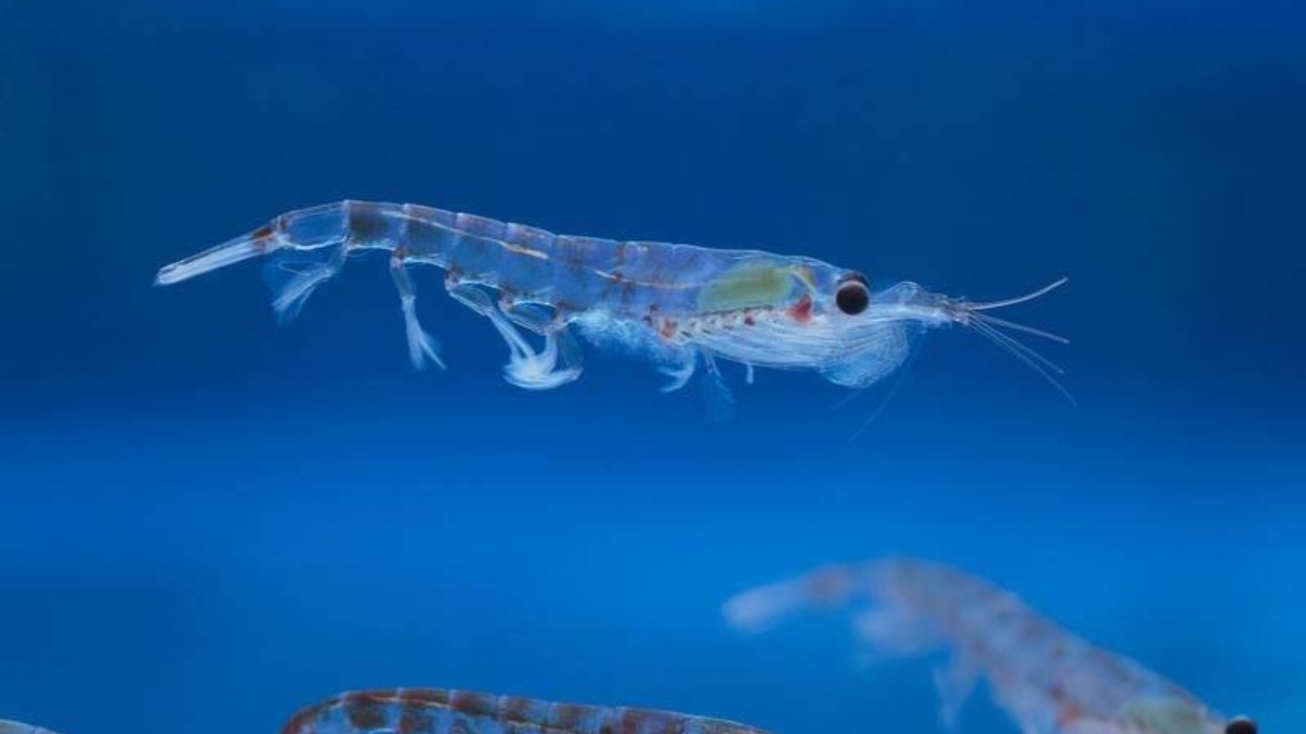 Este pequeño y apreciado crustáceo es la principal fuente de alimento para pingüinos o ballenas y es crucial para preservar el ecosistema de la Antártida. (Archivo)