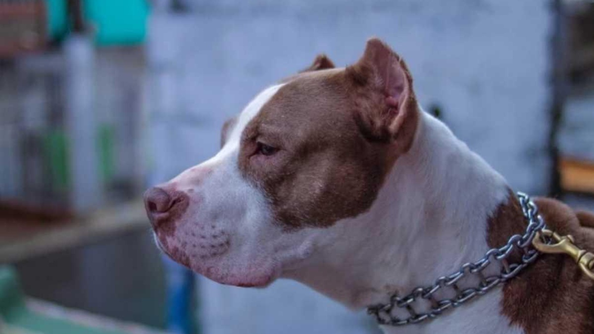 Imagen referencial de un perro de raza pitbull. (Pixabay)