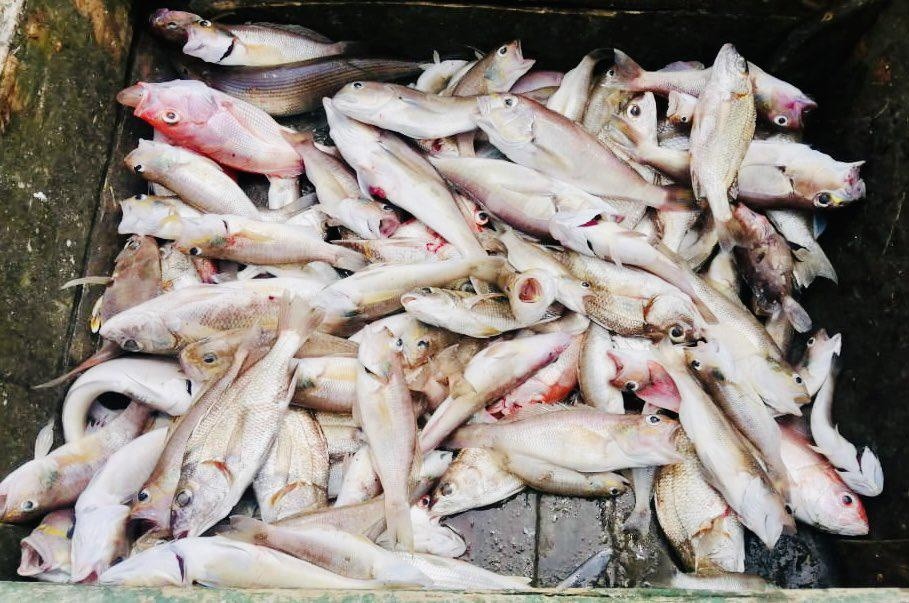 En enero, la temperatura del mar era de 23 °C, pero este mes ha alcanzado los 28 °C, cuando lo normal en esta época del año es de 26 °C. (Instituto Público de Investigación de Acuicultura y Pesca)