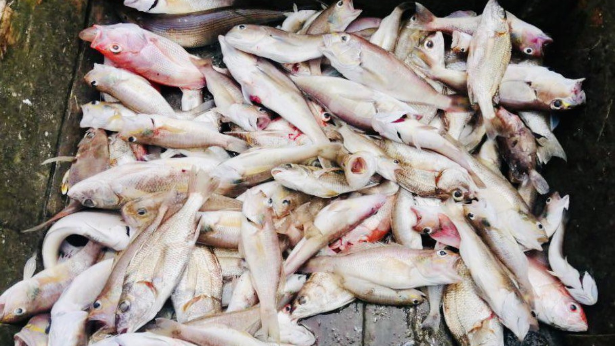 En enero, la temperatura del mar era de 23 °C, pero este mes ha alcanzado los 28 °C, cuando lo normal en esta época del año es de 26 °C. (Instituto Público de Investigación de Acuicultura y Pesca)