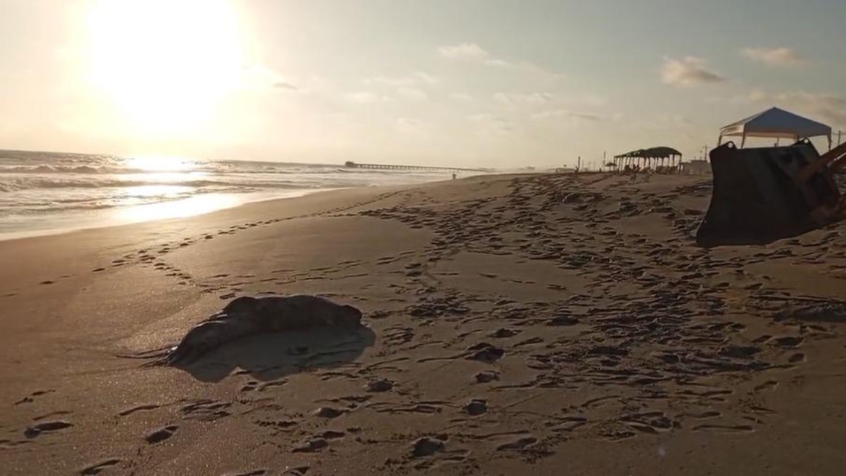 Desde hace 8 meses, se reportan hallazgos similares en Manabí, Santa Elena, Esmeraldas y Guayas. Foto: Archivo / Referencial