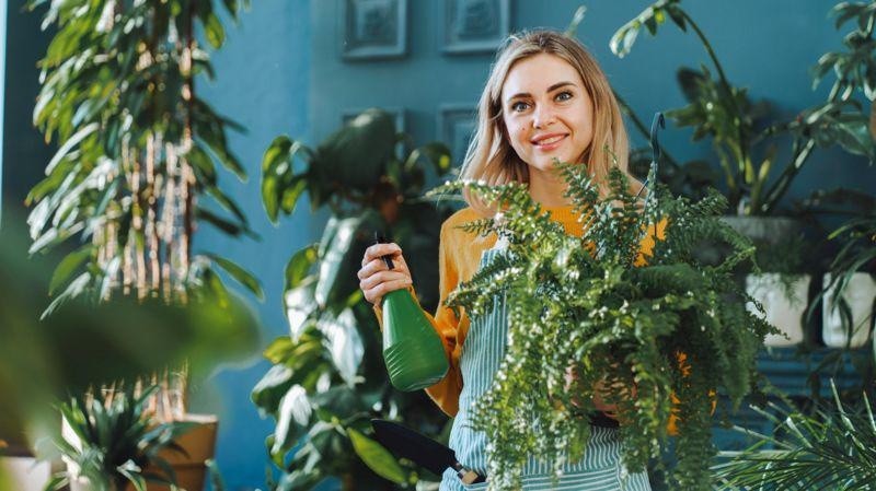 Las plantas también sirven para decorar un espacio interior. (GETTY IMAGES)