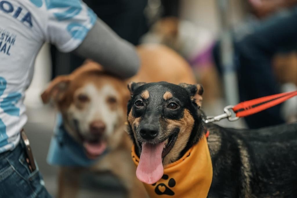 Imagen de dos perros recorriendo el centro de Guayaquil. (Alcaldía de Guayaquil)