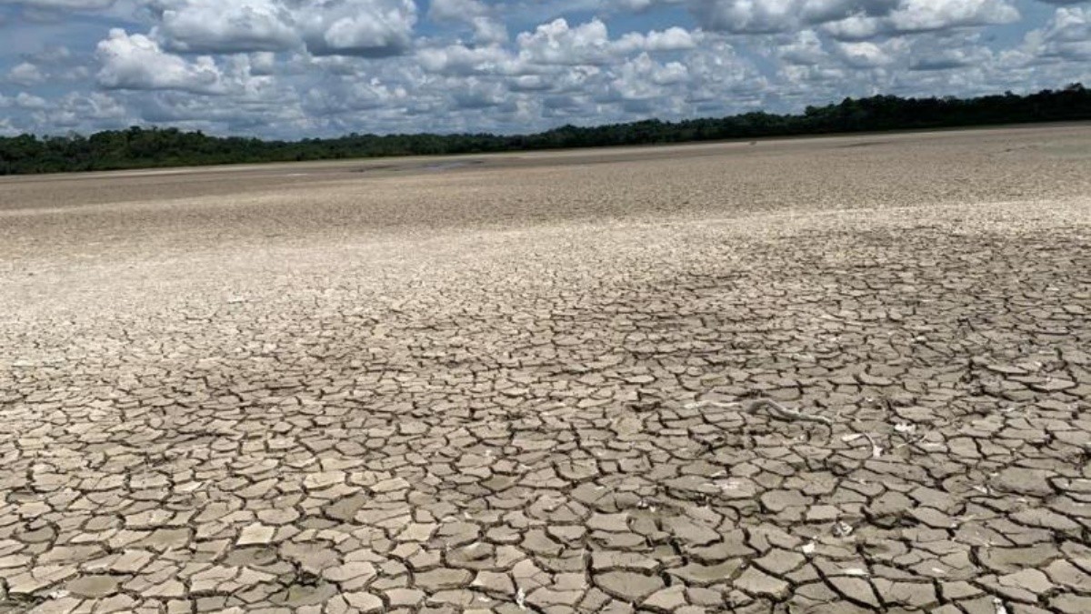La existencia de 81 especies de anfibios, 54 de reptiles, 500 de aves, 165 de mamíferos y 184 de peces; 473 de árboles y 1 400 plantas, hacen de la Reserva de Producción de Fauna Cuyabeno, hoy está completamente seca. (Foto: Diego Puente)