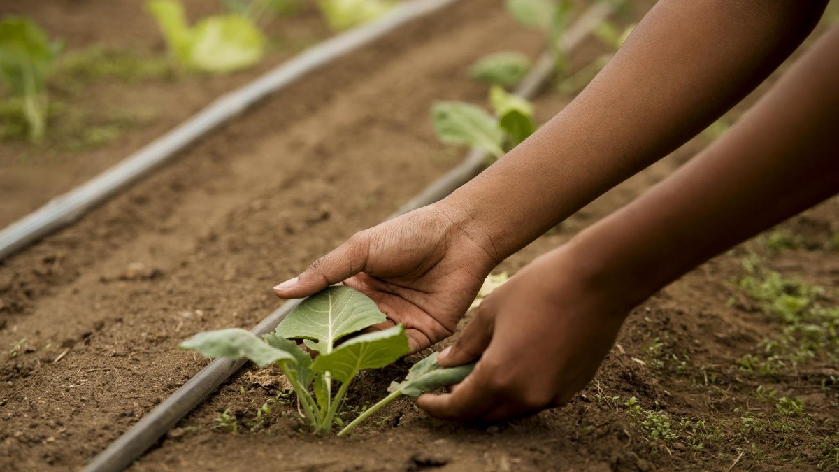 Varios cultivos pueden verse afectados por la llegada de El Niño (Freepick)