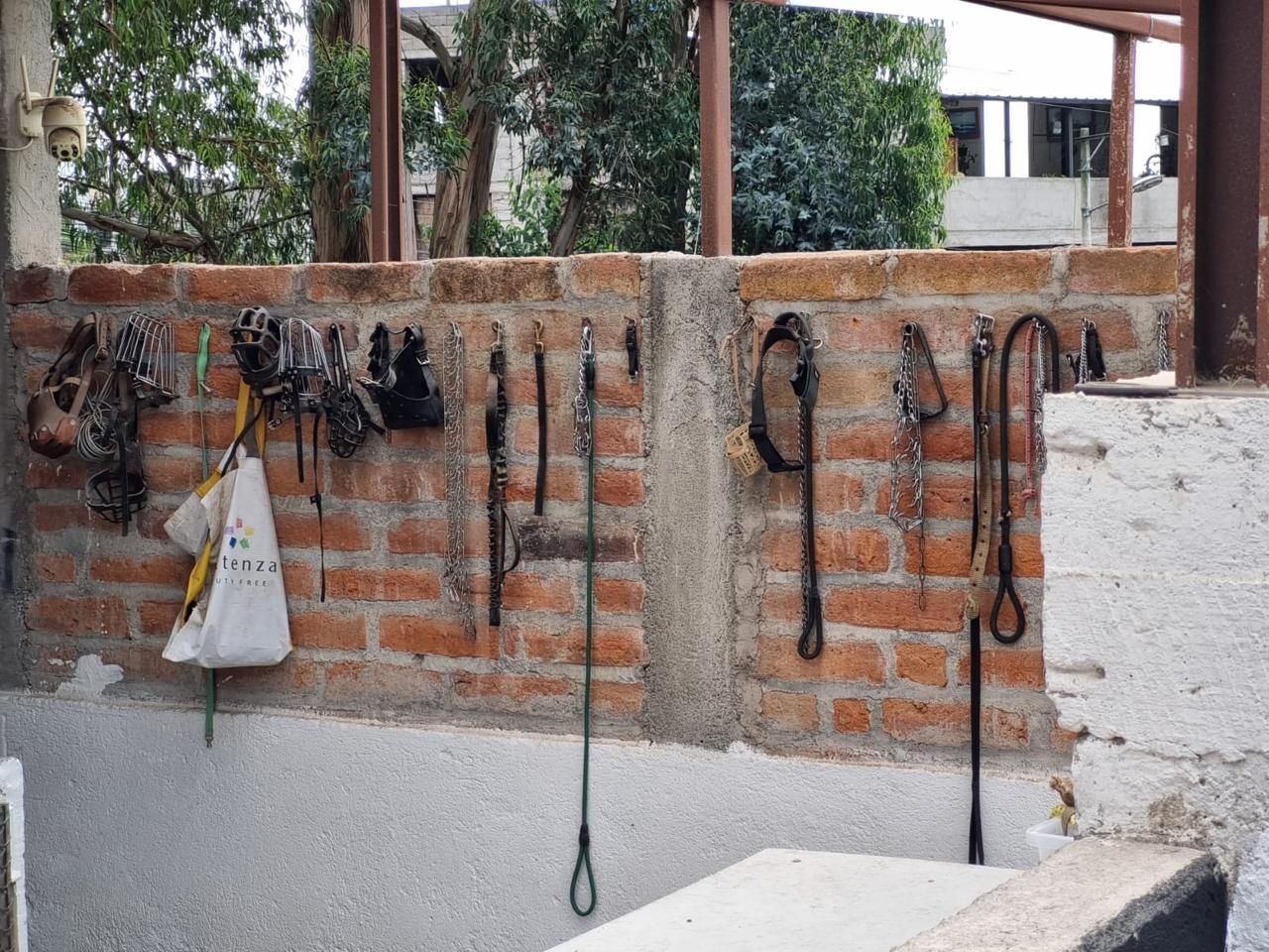 Collares de ahogo que usaba el centro de adiestramiento canino. (Municipio)