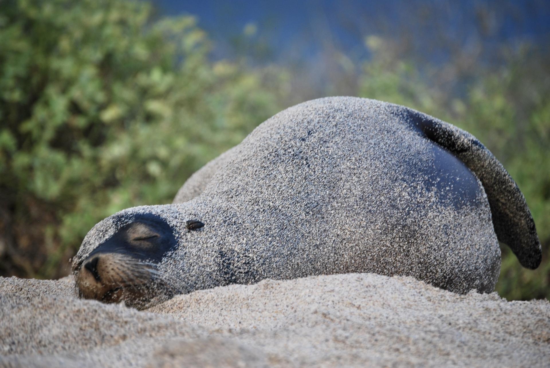 Fotografía de archivo en donde se ve a un lobo marino en la orilla de la playa Punta Carola, de la isla San Cristóbal. (EFE)
