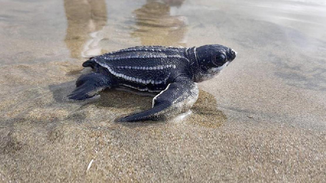 Ecuador marcó un hito histórico en el 2021 con el nacimiento de 38 tortugas marinas de la especie Laúd. (Ministerio del Ambiente)