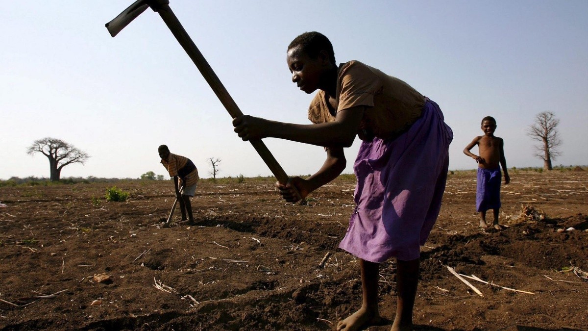 Unos aldeanos trabajan en un campo de cosecha en el distrito de Nsanje al sur de Blantyre en Malawi. (EFE)