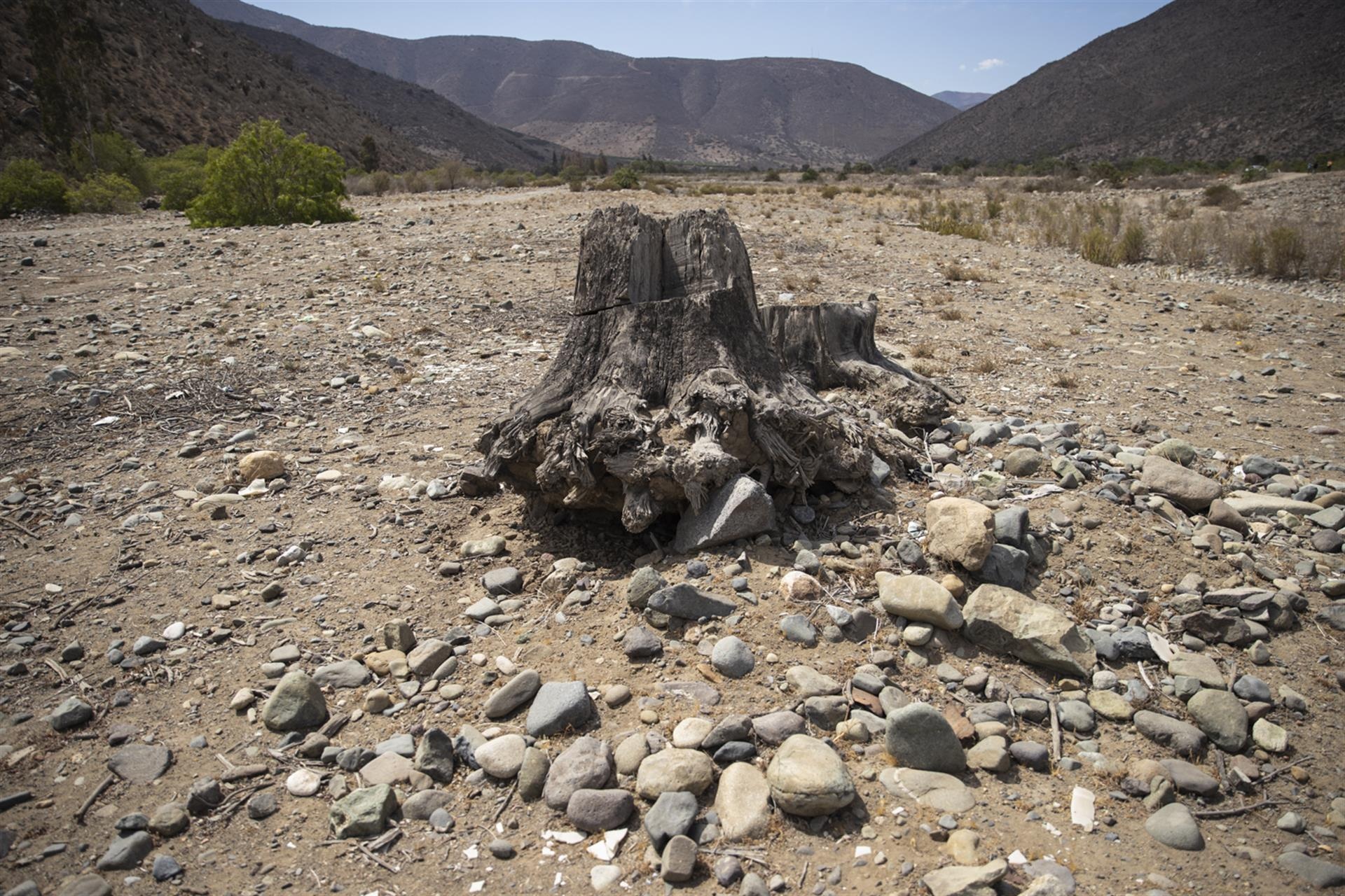 Raíces de un árbol seco vistas en el lugar donde antes corría el curso del río Petorca. (EFE)