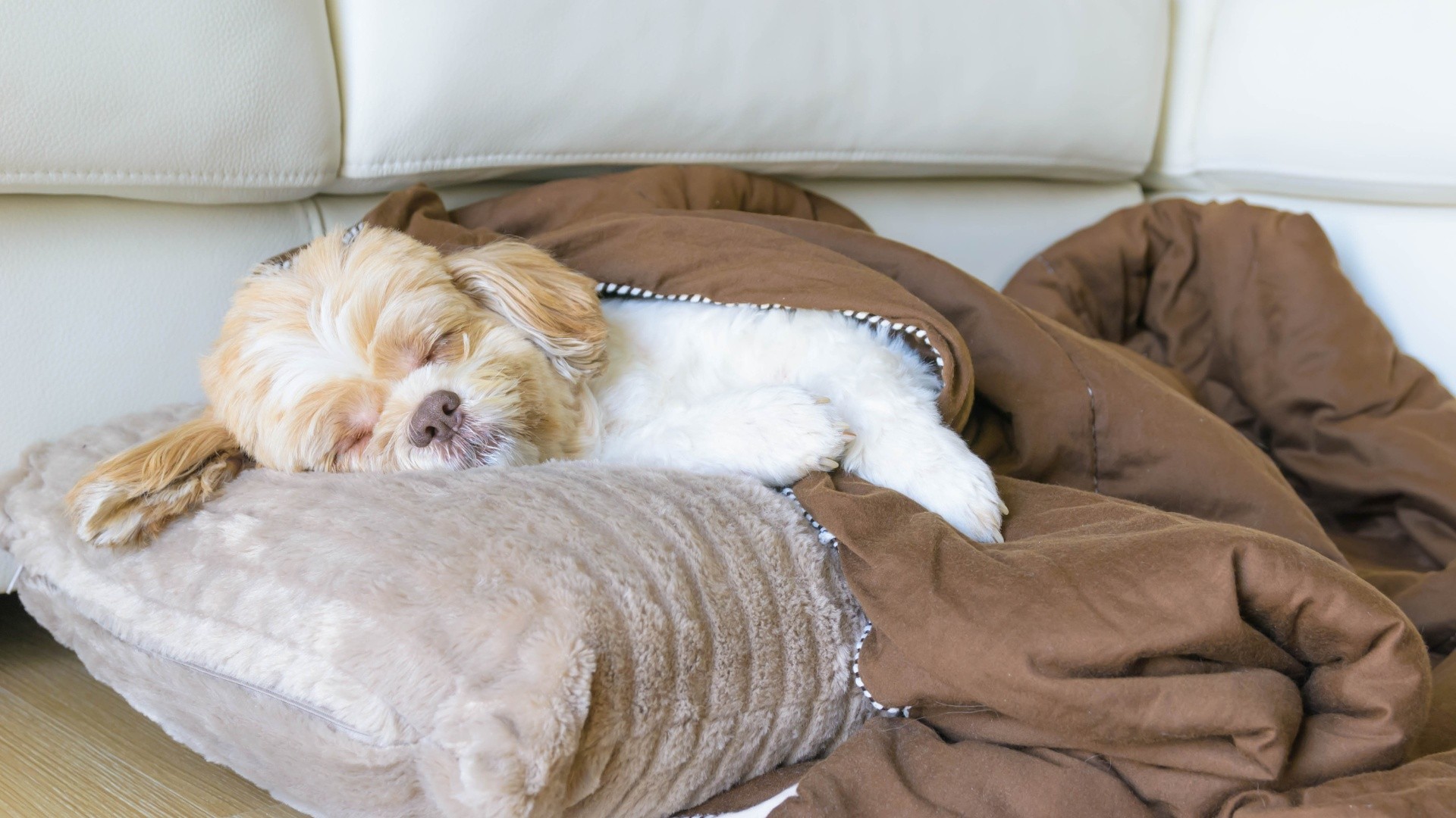 es normal que los perros se muevan mucho mientras duermen
