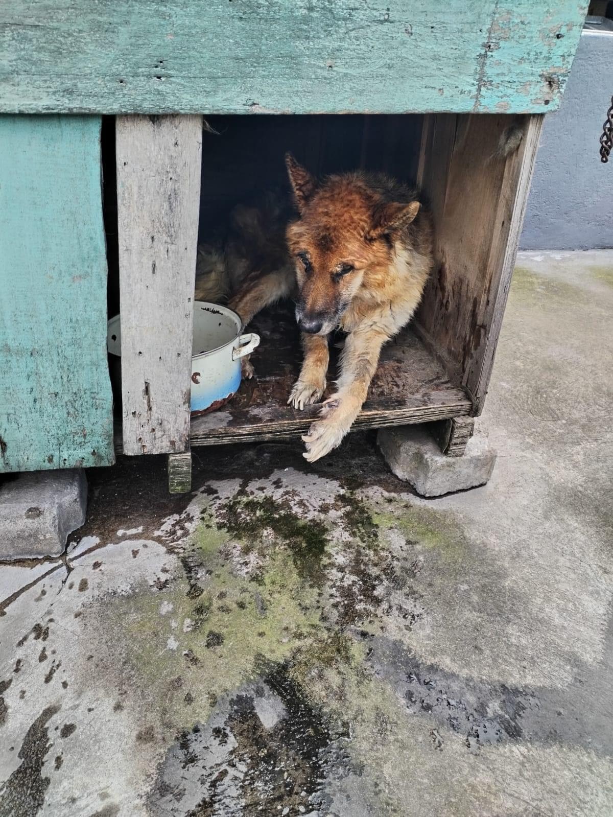 El perro sufría de paraplejia y no contaba con la atención adecuada para su enfermedad. (UBA)