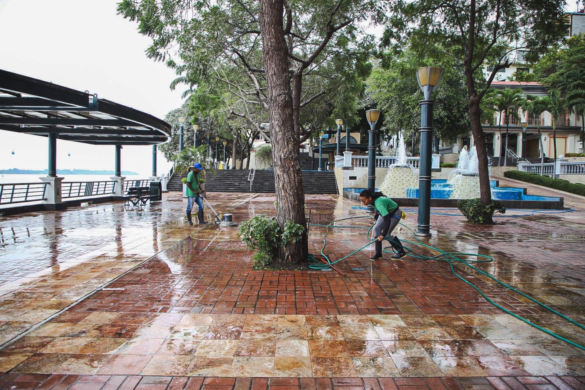 El Cabildo ha identificado que la mayoría de garzas se concentra en la Plaza Gandhi y cerca del edificio Astillero. (Alcaldía de Guayaquil)