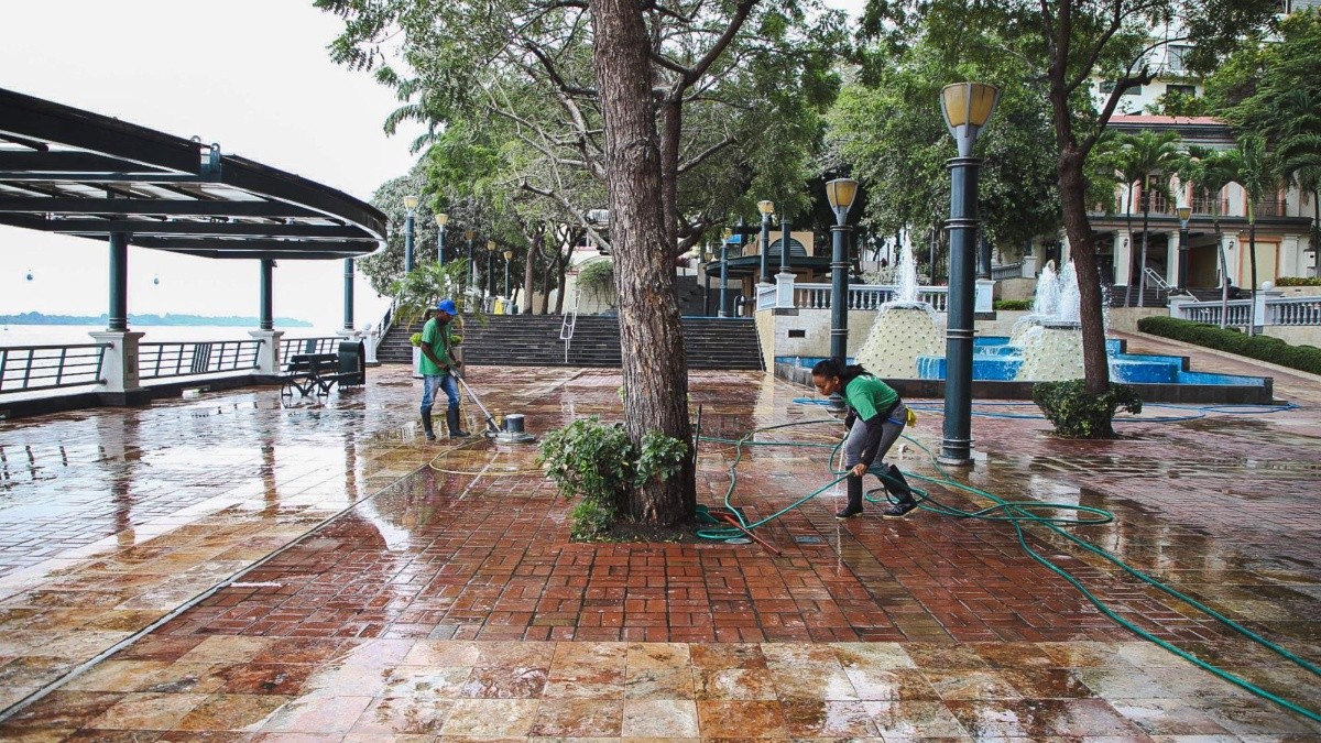 El Cabildo ha identificado que la mayoría de garzas se concentra en la Plaza Gandhi y cerca del edificio Astillero. (Alcaldía de Guayaquil)