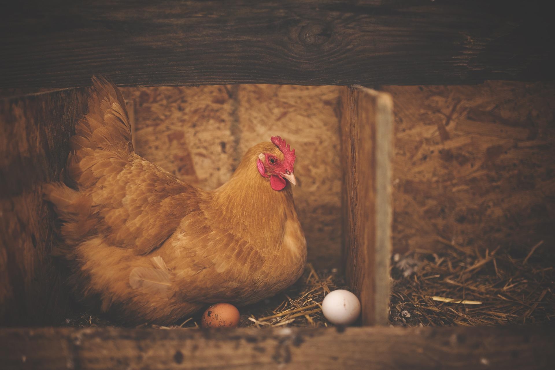 Imagen referencial de una gallina junto a sus huevos. (Pixabay)