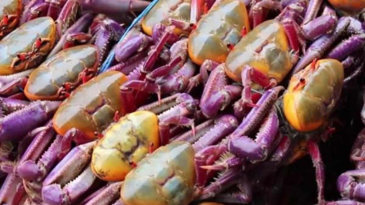 Imagen referencial. (Internet)