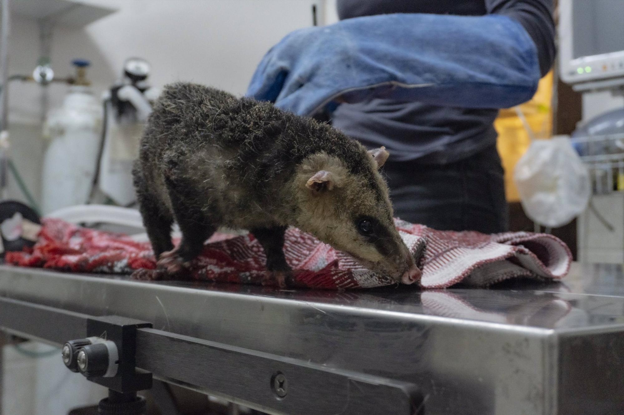 Las zarigüeyas son una de las especies rescatadas tras un incendio forestal. (Zoológico de Quito)