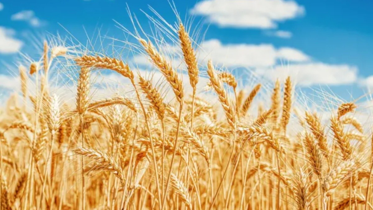 Los granos de cereales como el trigo son una rica fuente de proteínas. (Getty Images)