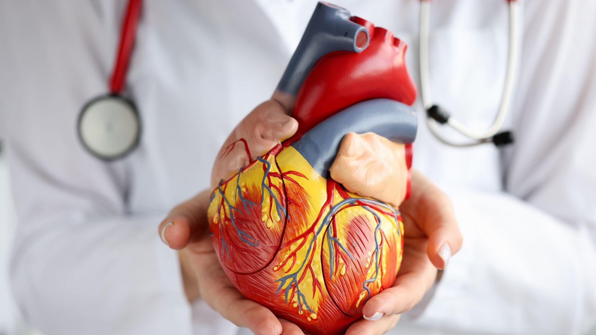 Imagen referencial de anatomía del corazón. (Canva)