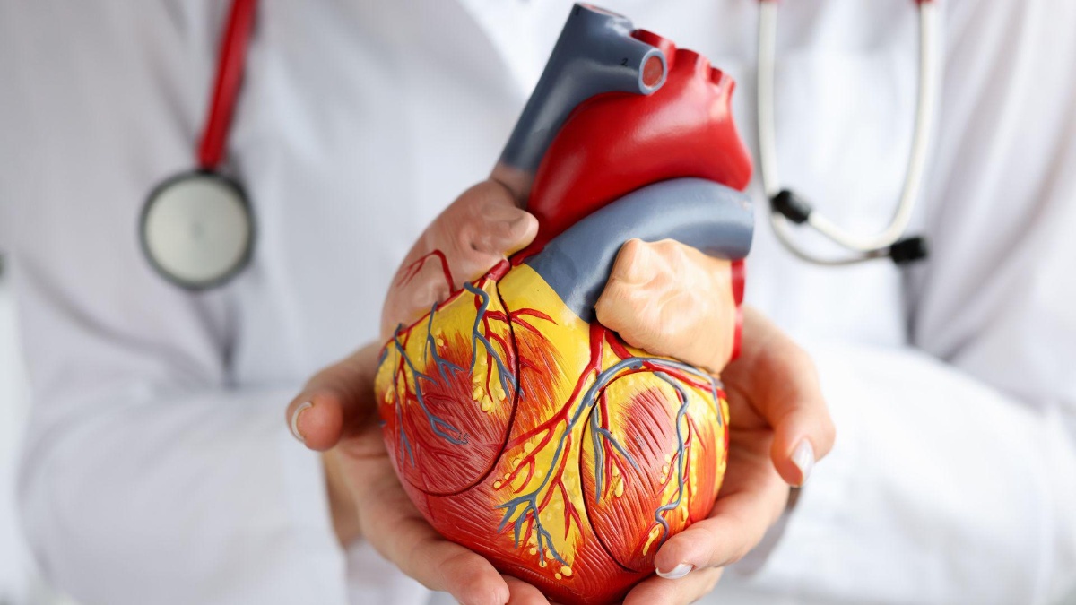 Imagen referencial de anatomía del corazón. (Canva)