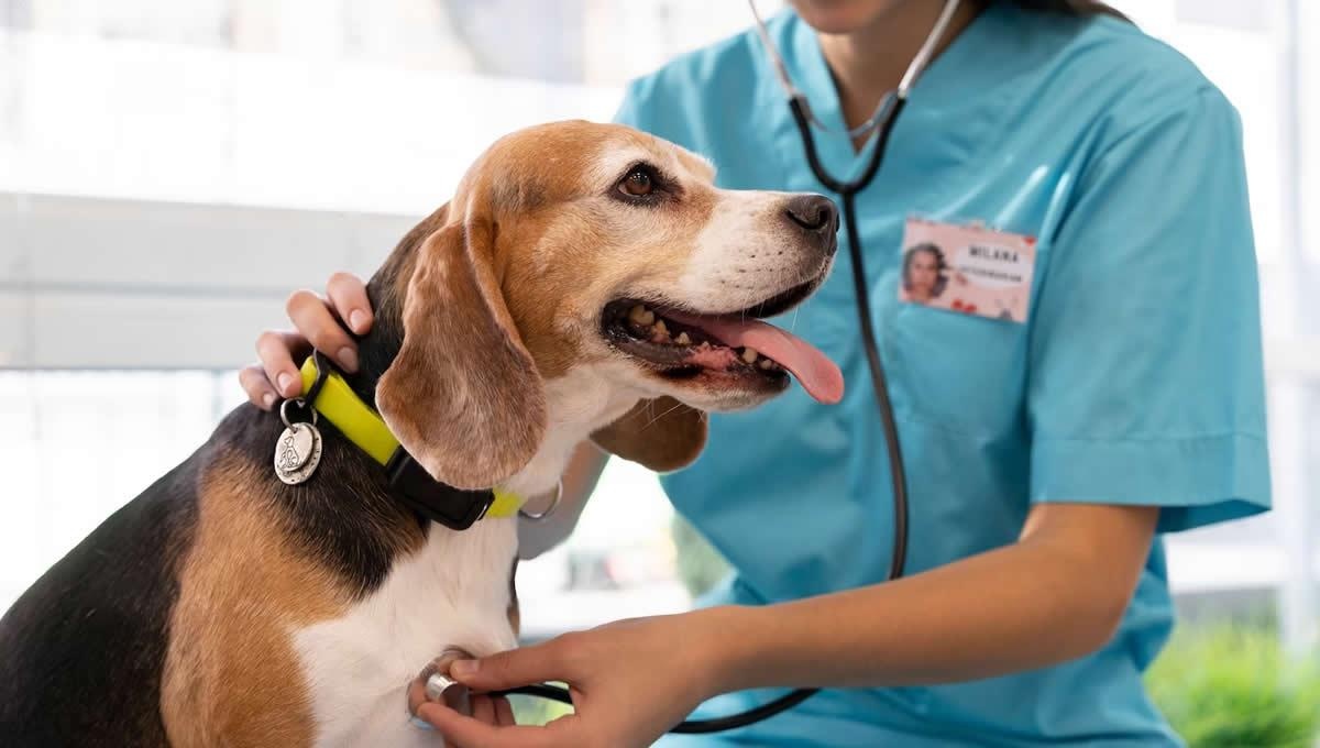 Imagen referencial de atención a una mascota. (Internet)