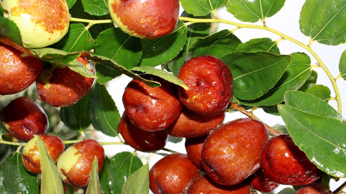 Dátiles rojos. (Pixabay)