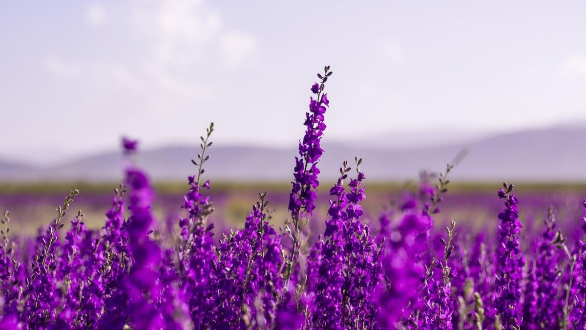 Flores de lavanda. (Pixabay)