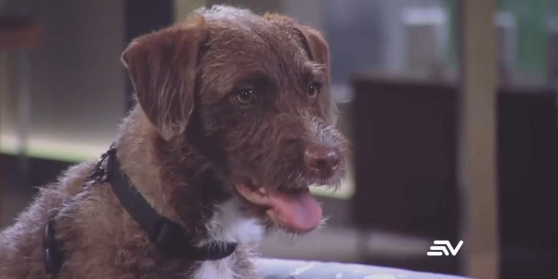 Milo interpreta a Grillo en la novela de Ecuavisa (Ecuavisa)