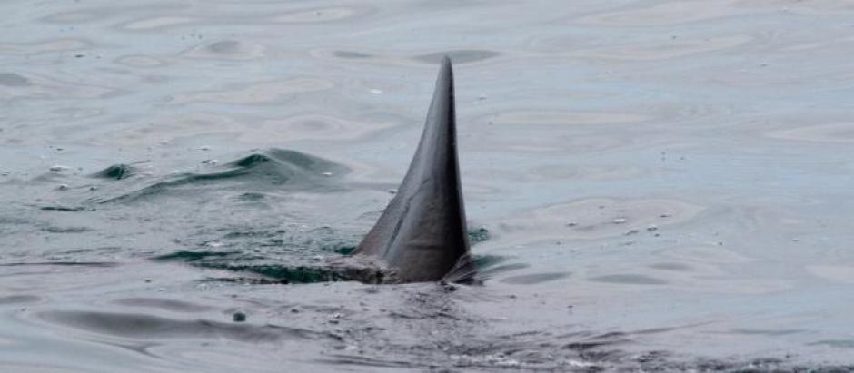 Este animal ha sorprendido a los investigadores por su extraordinaria longevidad (Foto: Internet)