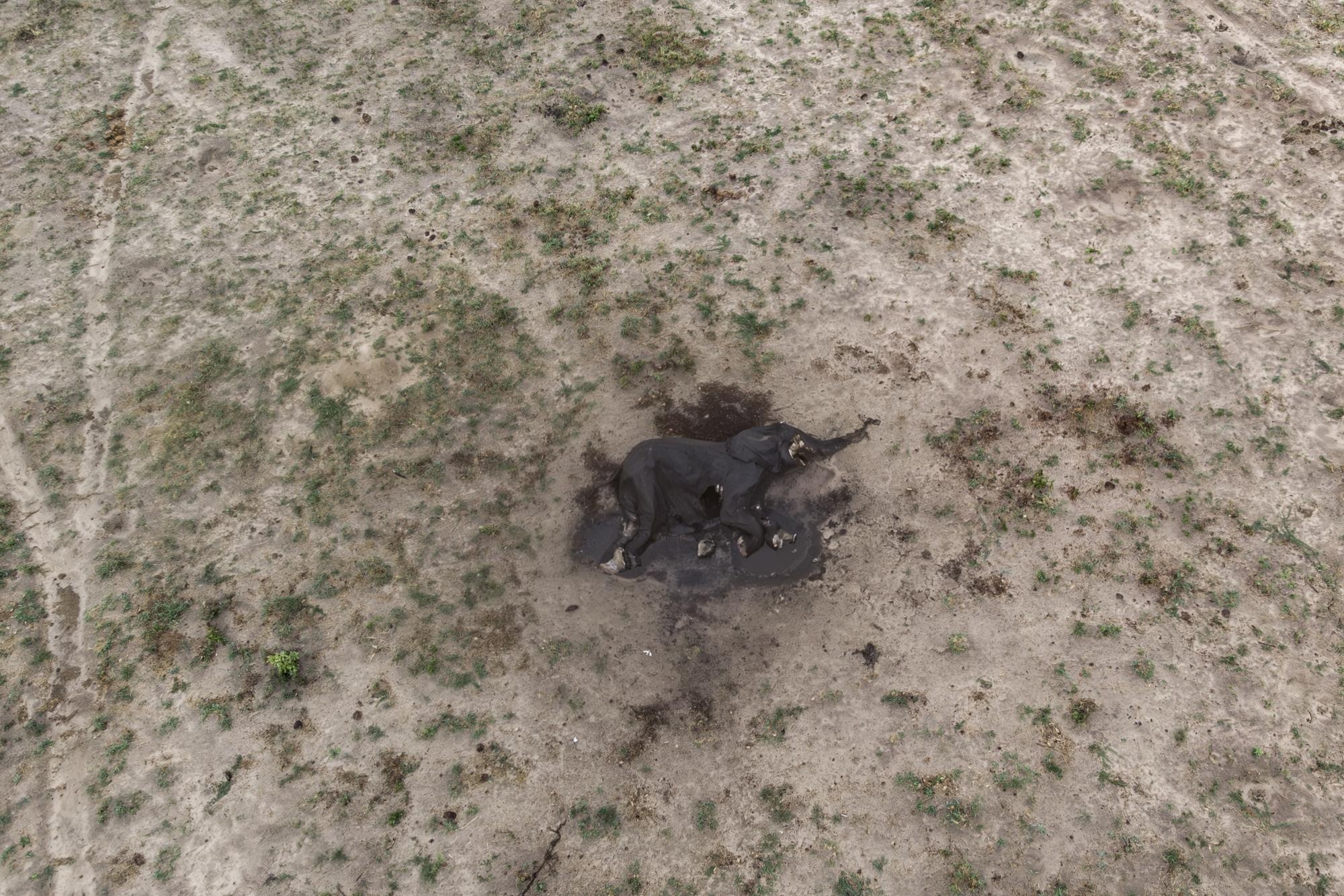 Los elefantes más afectados son los viejos y los jóvenes. (AFP)
