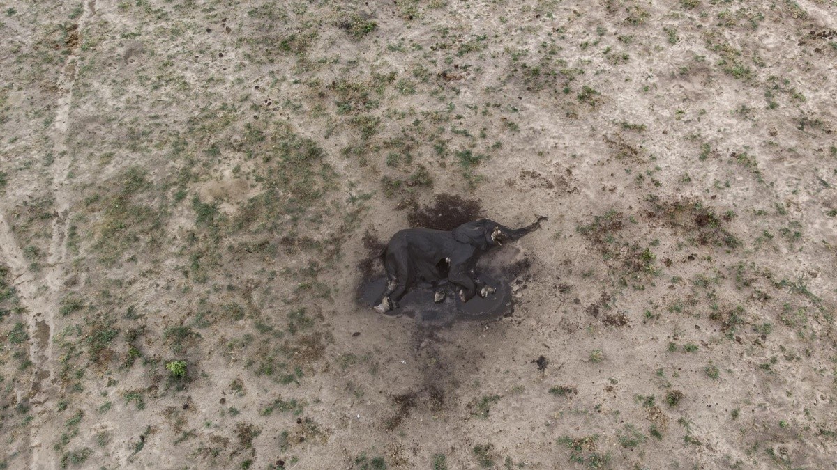 Los elefantes más afectados son los viejos y los jóvenes. (AFP)