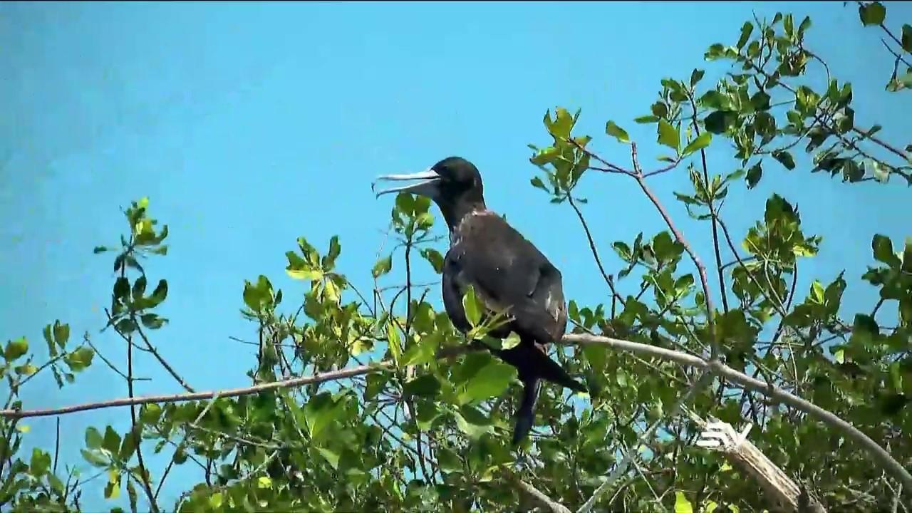Televistazo 19:00. (Televistazo)