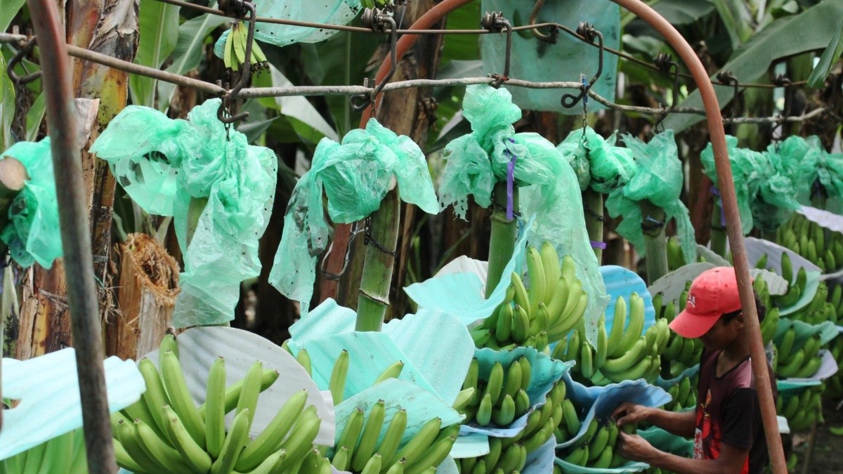 Imagen de archivo de una plantación de plátano verde. (API)