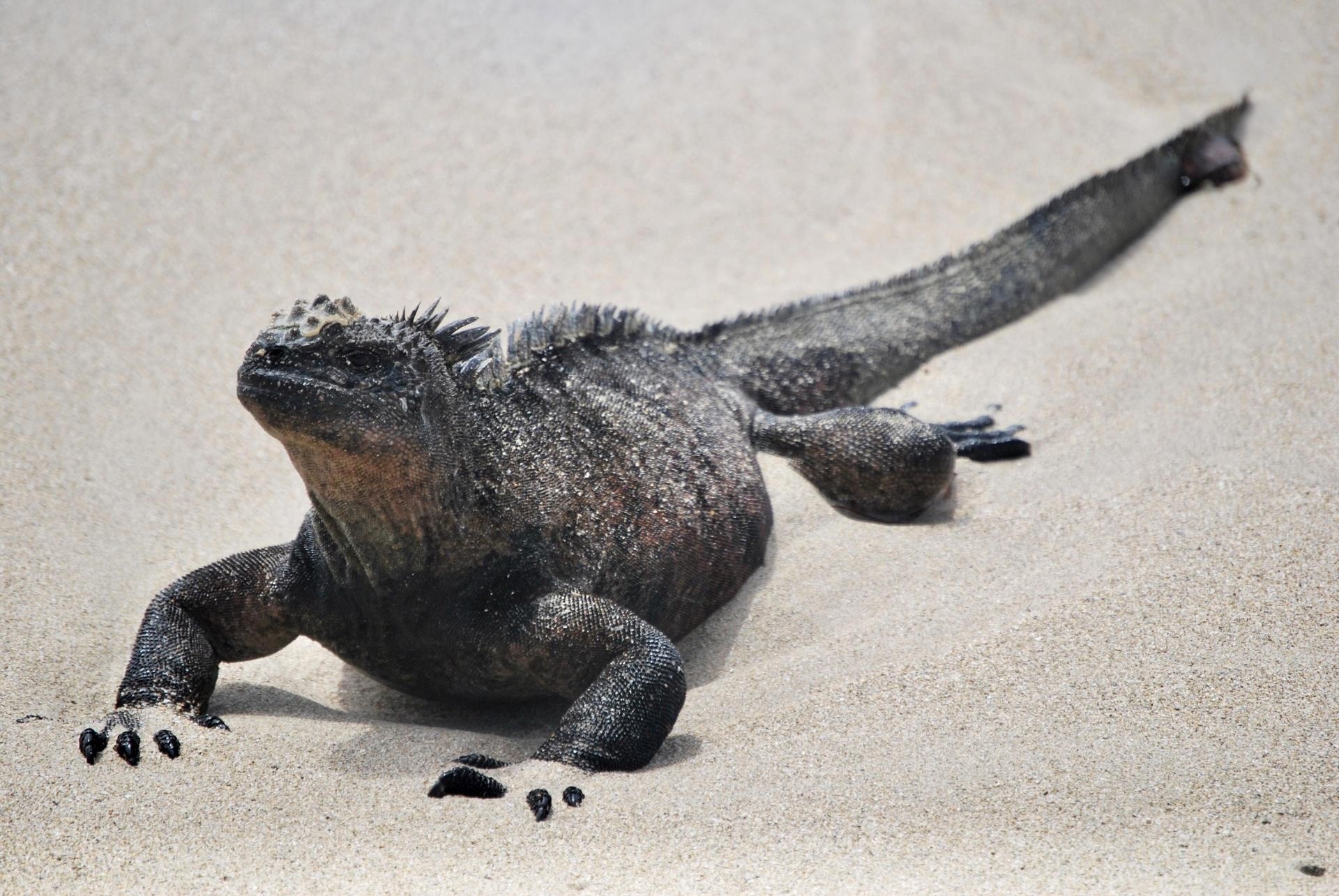 Imagen referencial de una iguana marina, en la playa. (Fernando Gimeno / EFE)