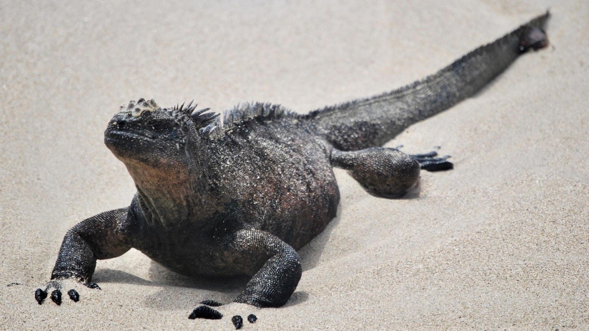 Imagen referencial de una iguana marina, en la playa. (Fernando Gimeno / EFE)