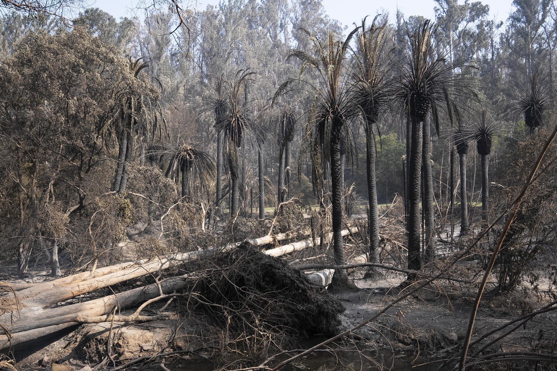 Fotografía que muestra palmeras quemadas por el incendio en el Jardín Botánico de Viña del Mar. (Foto: EFE)