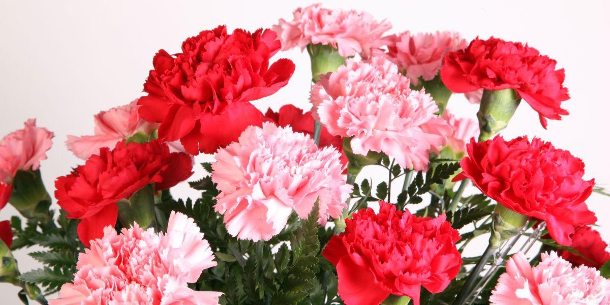 Imagen referencial de claveles. (Foto: Canva)